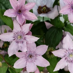 Clématite 'Hagley Hybrid' - Un mur de fleurs roses