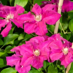 Clématite italienne Ernest Markham grimpante - Un mur de fleurs rouges