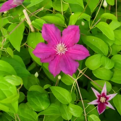 Clématite italienne Ernest Markham grimpante - Un mur de fleurs rouges