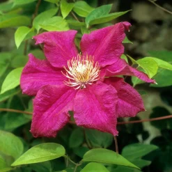 Clématite italienne Ernest Markham grimpante - Un mur de fleurs rouges