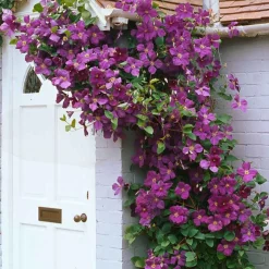 Clématite 'Jackmanii' - Un mur violet en un été