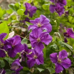 Clématite 'Jackmanii' - Un mur violet en un été