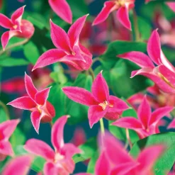 Clématite Lady Diana ® - Des tulipes qui grimpent