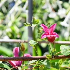 Clématite Lady Diana ® - Des tulipes qui grimpent
