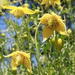 Clématite Little Lemons ® - Des clochettes jaunes tout l'été