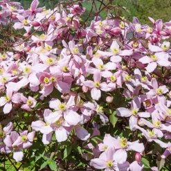 Clématite Mayleen - Un mur de fleurs parfumées