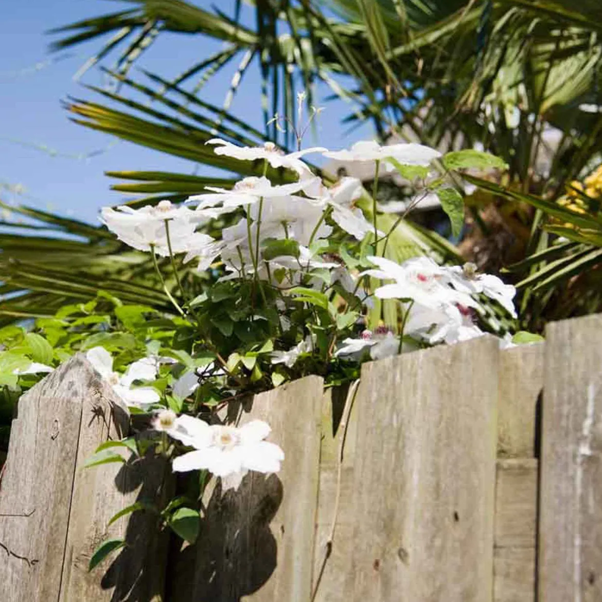 Clématite 'Miss Bateman' - Grandes fleurs blanches faciles