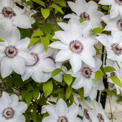 Clématite 'Miss Bateman' - Grandes fleurs blanches faciles