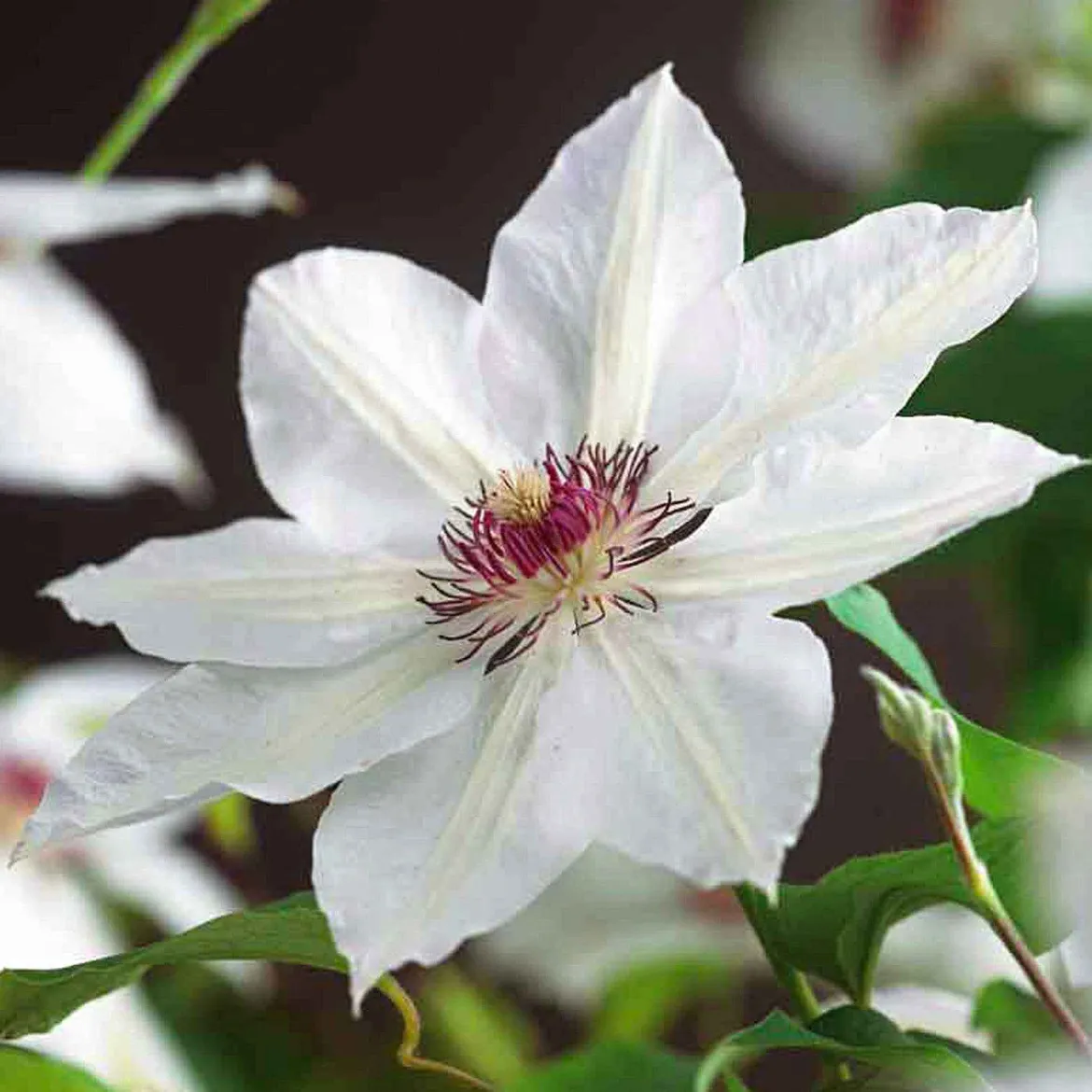 Clématite 'Miss Bateman' - Grandes fleurs blanches faciles