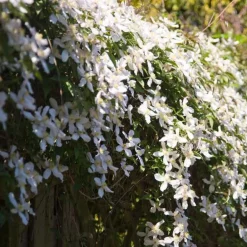 Clématite montana 'Grandiflora' - Un mur fleuri en un printemps