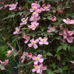 Clématite montana 'Rubens' - Un mur fleuri en un an