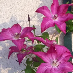 Clématite Nancy, Jour de la Terre® - Un rideau de fleurs violettes