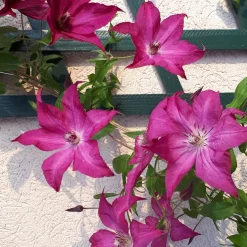 Clématite Nancy, Jour de la Terre® - Un rideau de fleurs violettes