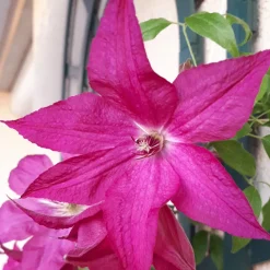 Clématite Nancy, Jour de la Terre® - Un rideau de fleurs violettes