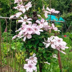Clématite 'Nelly Moser' - Un mur fleuri sans effort