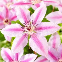Clématite 'Nelly Moser' - Un mur fleuri sans effort