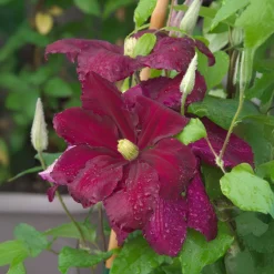 Clématite Niobe - Un mur de fleurs rouge profond