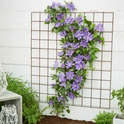 Clématite 'Olympia' - Fleurs XXL sur petit balcon
