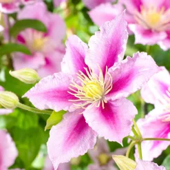 Clématite 'Piilu' - Le mur fleuri sans effort