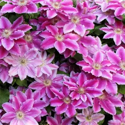 Clématite 'Piilu' - Le mur fleuri sans effort