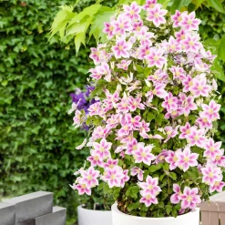 Clématite 'Piilu' - Le mur fleuri sans effort