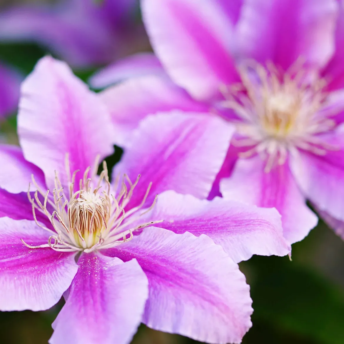 Clématite 'Piilu' - Le mur fleuri sans effort