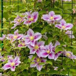 Clématite 'Piilu' - Le mur fleuri sans effort