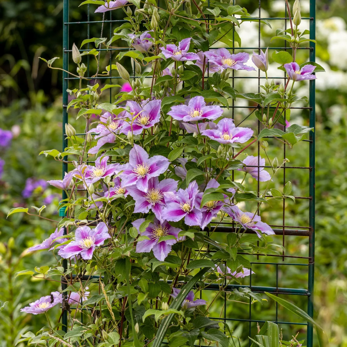 Clématite 'Piilu' - Le mur fleuri sans effort