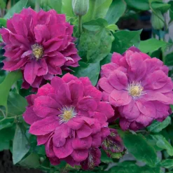 Clématite Red Star - Un mur de fleurs rouges