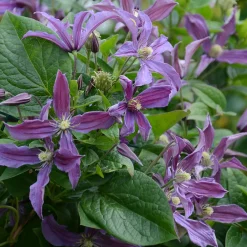 Clématite Saphyra® Estrella - Un nuage bleu tout l'été