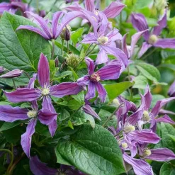 Clématite Saphyra® Estrella - Un nuage bleu tout l'été