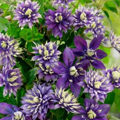 Clématite 'Taïga' - Des fleurs bicolores tout l'été