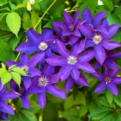 Clématite 'The President' - Fleurs violettes tout l'été