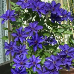 Clématite 'The President' - Fleurs violettes tout l'été