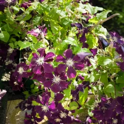 Clématite 'Warszawska Nike' - Un mur de fleurs violettes