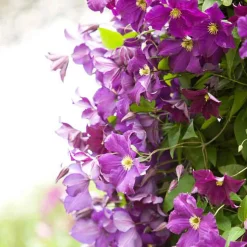 Clématite 'Warszawska Nike' - Un mur de fleurs violettes