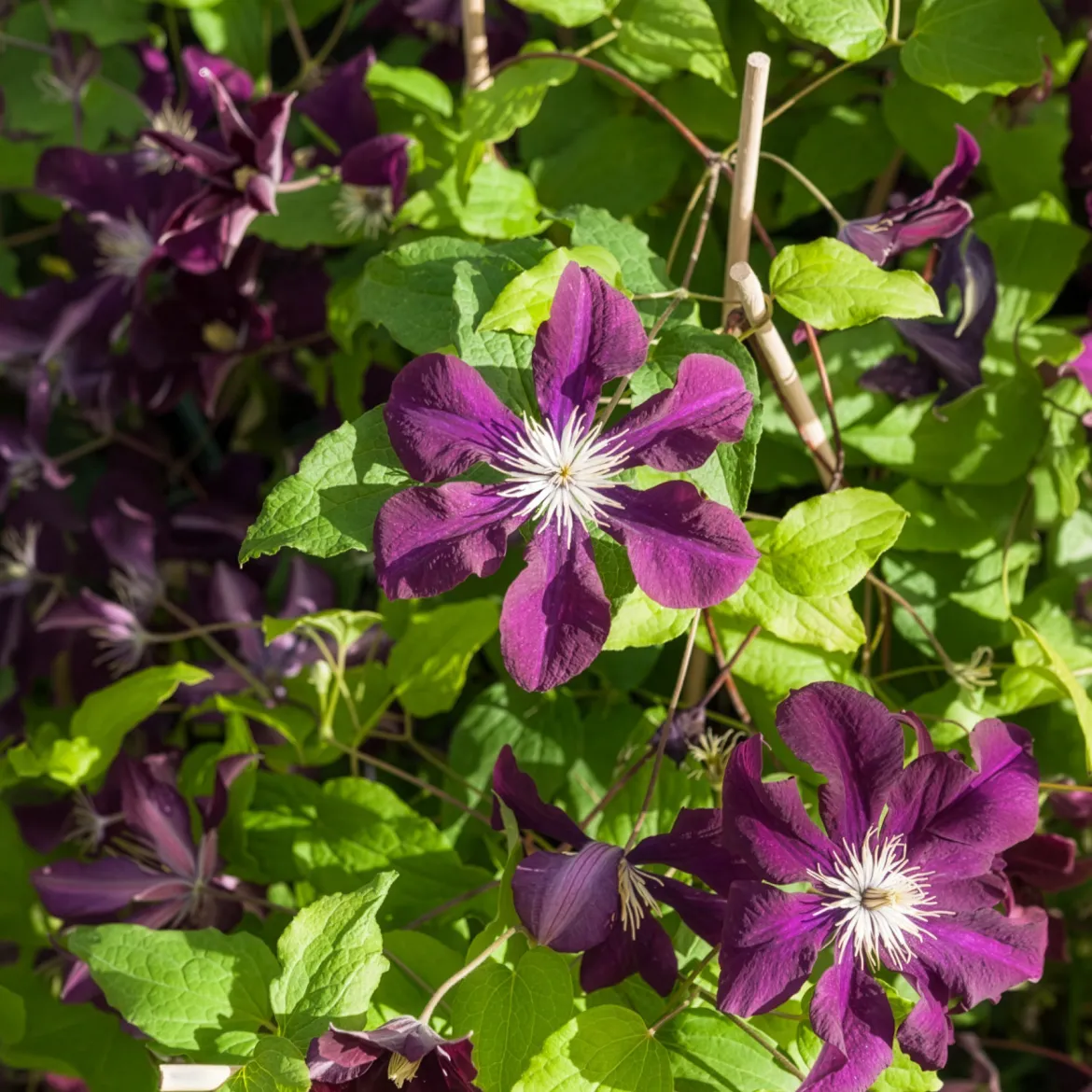 Clématite 'Warszawska Nike' - Un mur de fleurs violettes