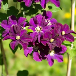 Clématite 'Warszawska Nike' - Un mur de fleurs violettes