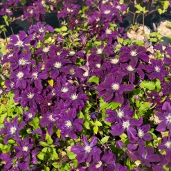 Clématite 'Warszawska Nike' - Un mur de fleurs violettes