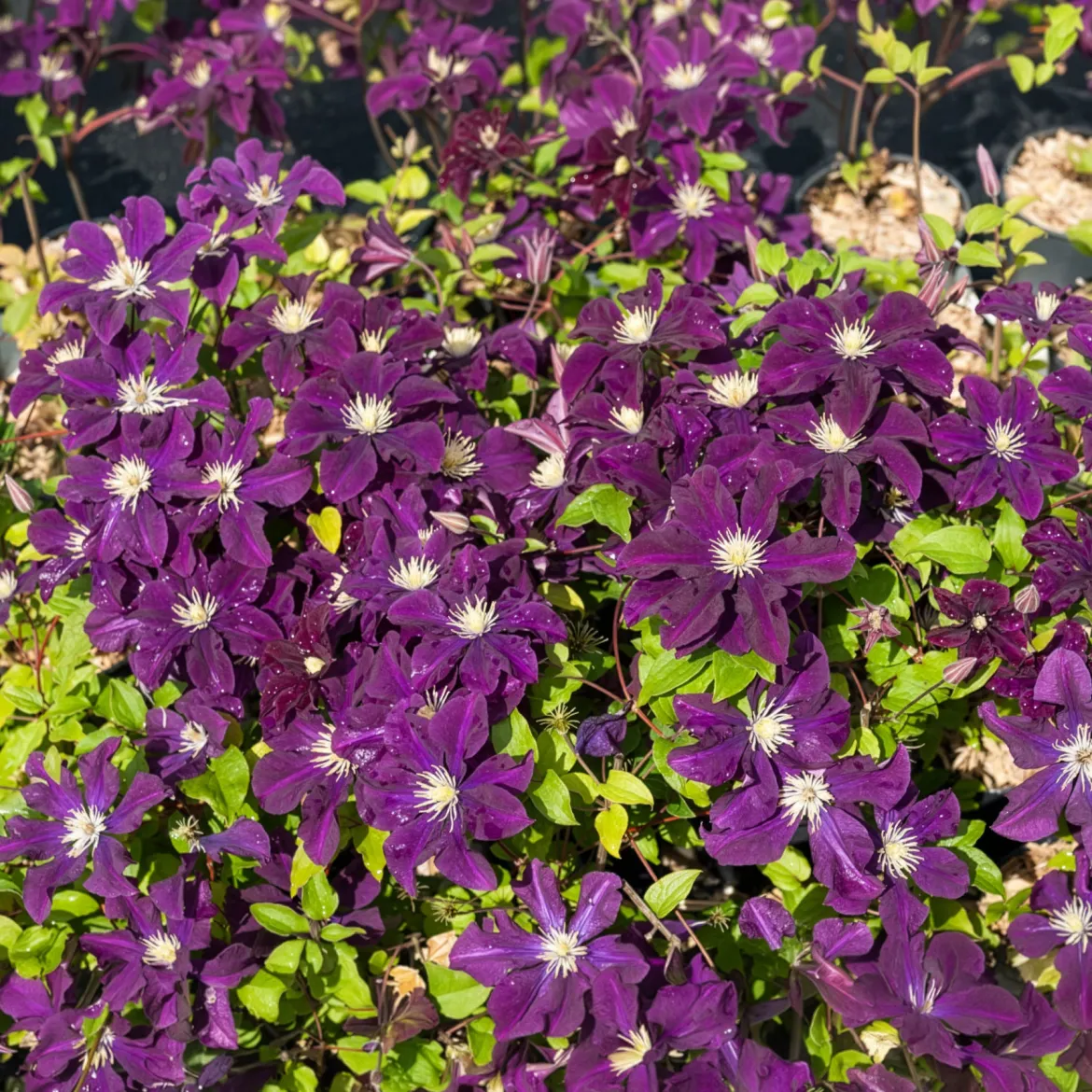 Clématite 'Warszawska Nike' - Un mur de fleurs violettes