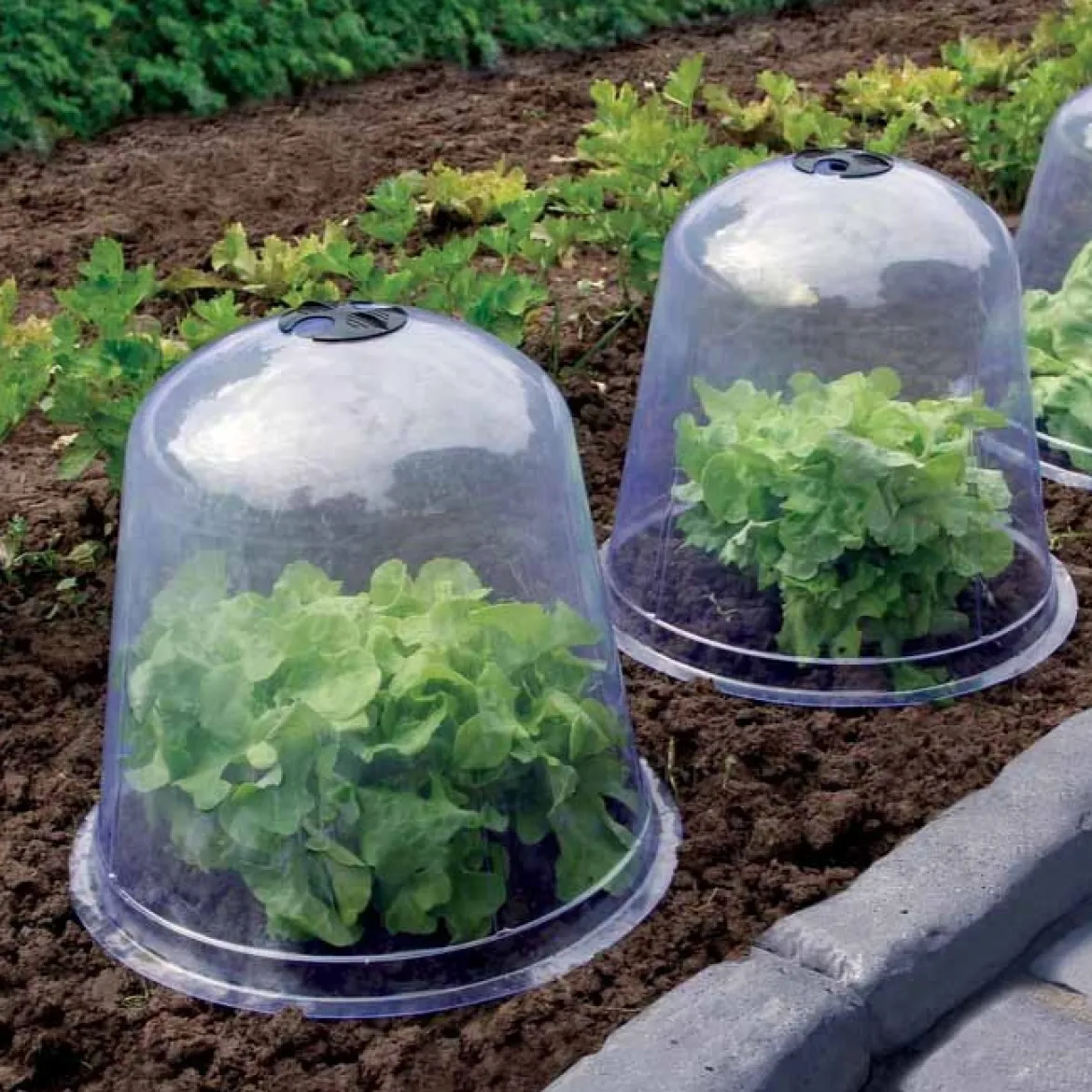 3 Cloches de forçage - Protégez, récoltez plus tôt