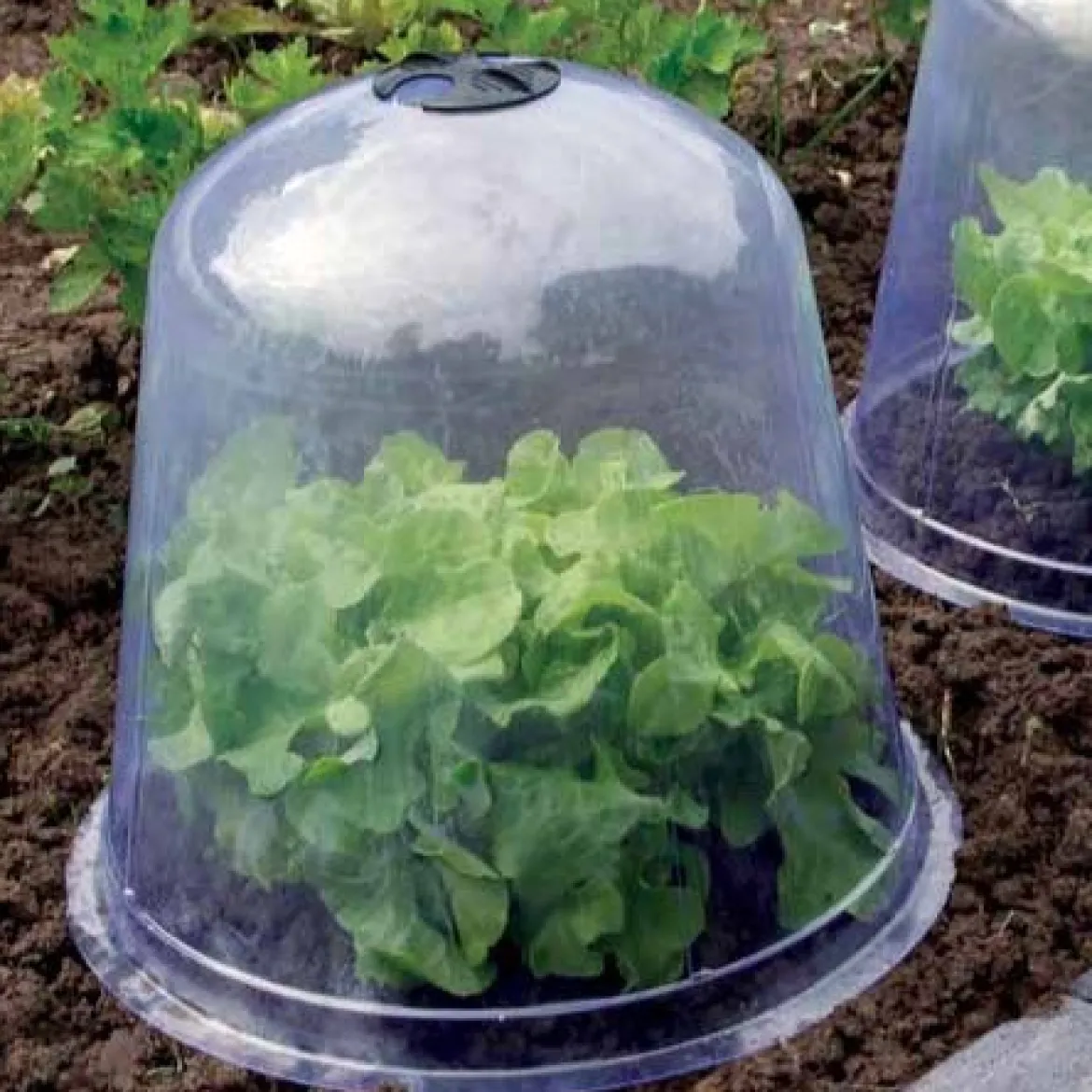 3 Cloches de forçage - Protégez, récoltez plus tôt