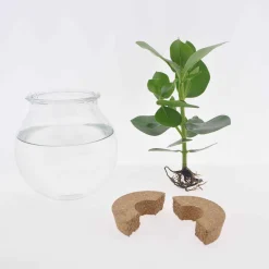 Clusia Met et son Ampoule vase - Éclat vert dans un vase