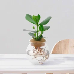Clusia Met et son Ampoule vase - Éclat vert dans un vase