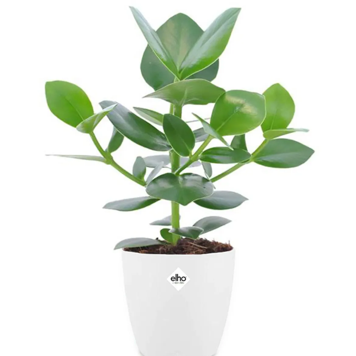 Clusia Princess + cache pot blanc 14 cm. - Une plante robuste et décorative
