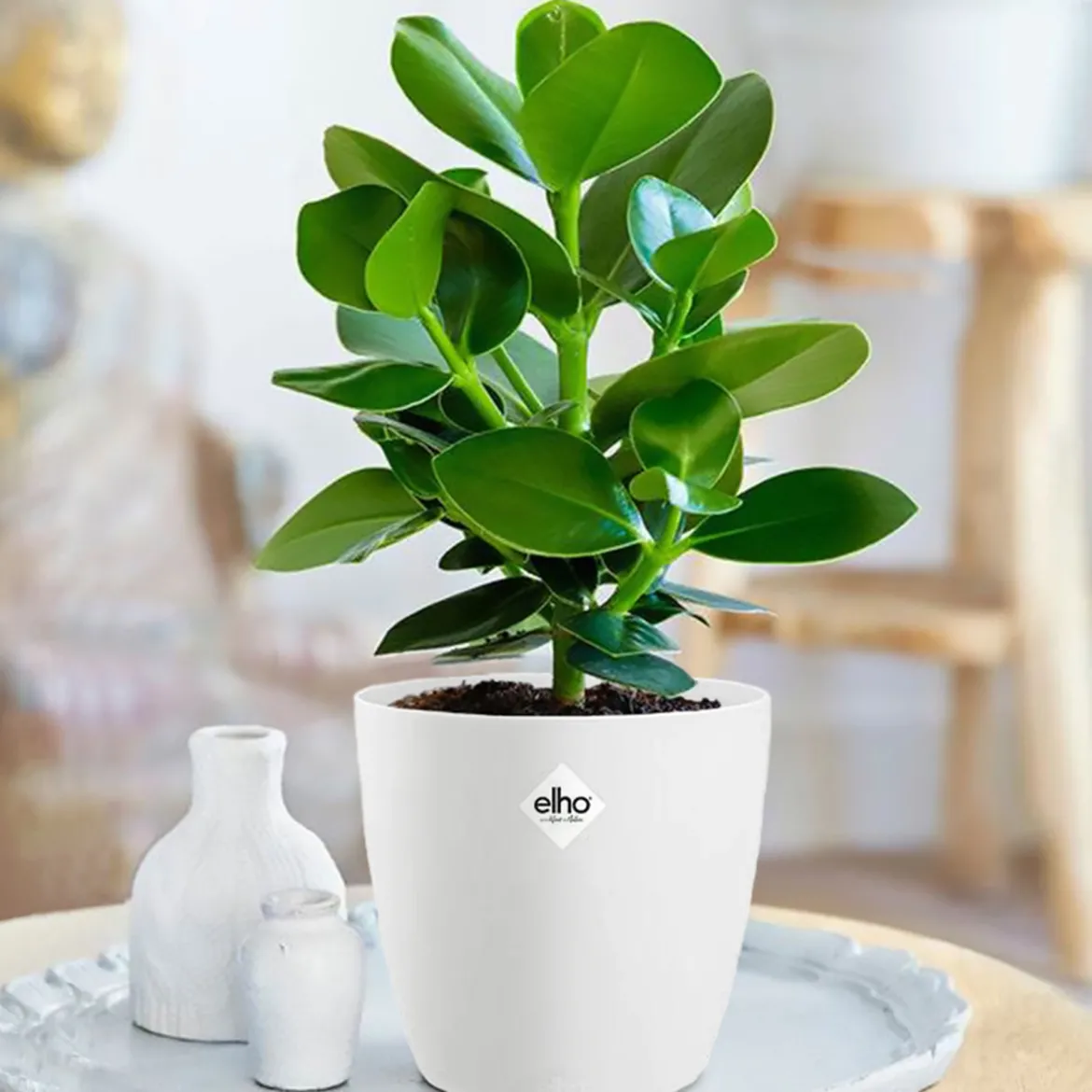 Clusia Princess + cache pot blanc 14 cm. - Une plante robuste et décorative