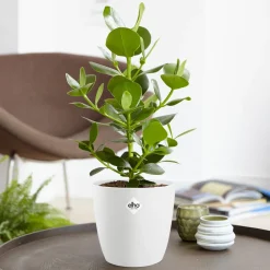 Clusia Princess + cache pot blanc 14 cm. - Une plante robuste et décorative