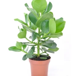 Clusia Princess + cache pot blanc 14 cm. - Une plante robuste et décorative