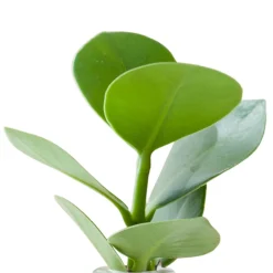 Clusia Samoa et son vase - Illumine vos espaces verts élégamment