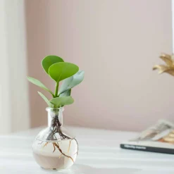 Clusia Samoa et son vase - Illumine vos espaces verts élégamment